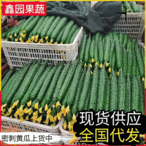 密刺黄瓜&山东黄瓜/产地货源充足/可以提供一条龙服务