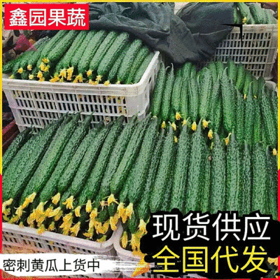 密刺黄瓜&山东黄瓜/产地货源充足/可以提供一条龙服务