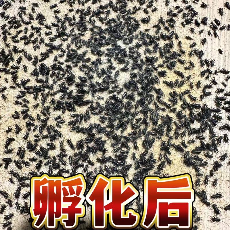 油葫芦蟋蟀山东菏泽大型养殖场对应全国采购商欢迎各位！