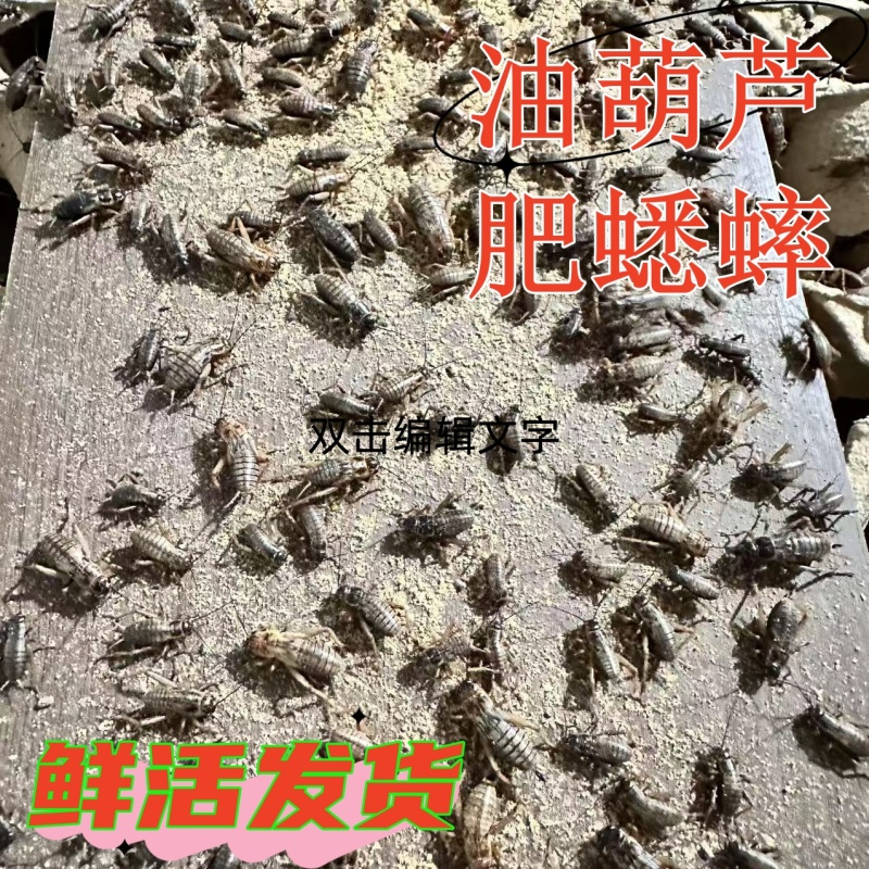油葫芦蟋蟀山东菏泽大型养殖场对应全国采购商欢迎各位！