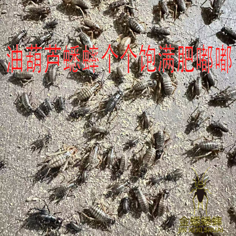 油葫芦蟋蟀山东菏泽大型养殖场对应全国采购商欢迎各位！