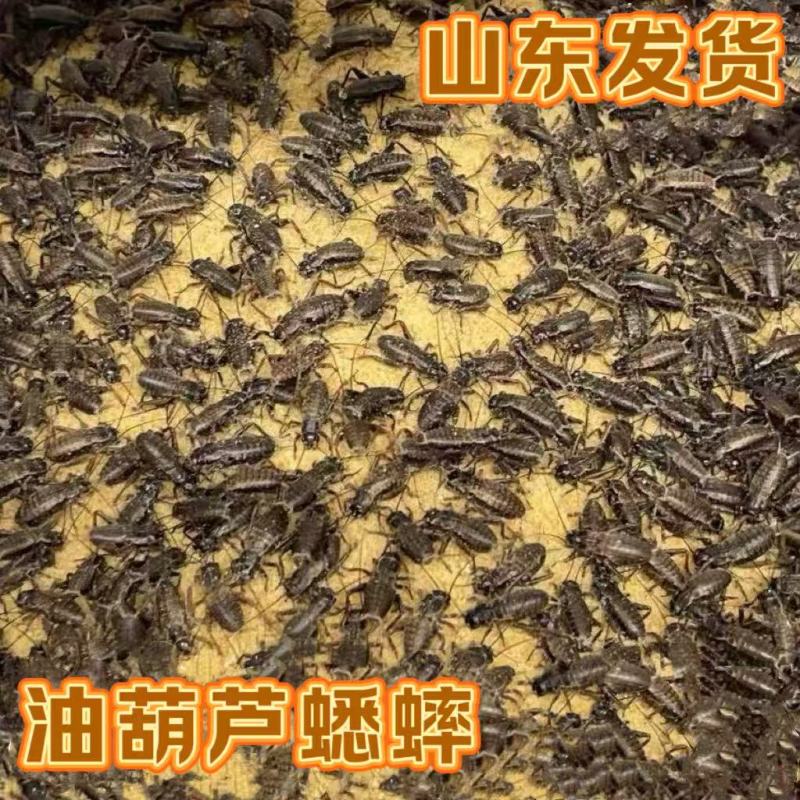 油葫芦蟋蟀山东菏泽大型养殖场对应全国采购商欢迎各位！