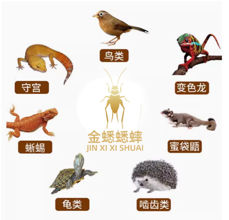 油葫芦蟋蟀山东菏泽大型养殖场对应全国采购商欢迎各位！