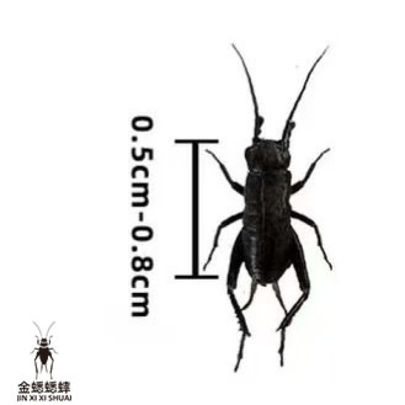 油葫芦蟋蟀山东菏泽大型养殖场对应全国采购商欢迎各位！