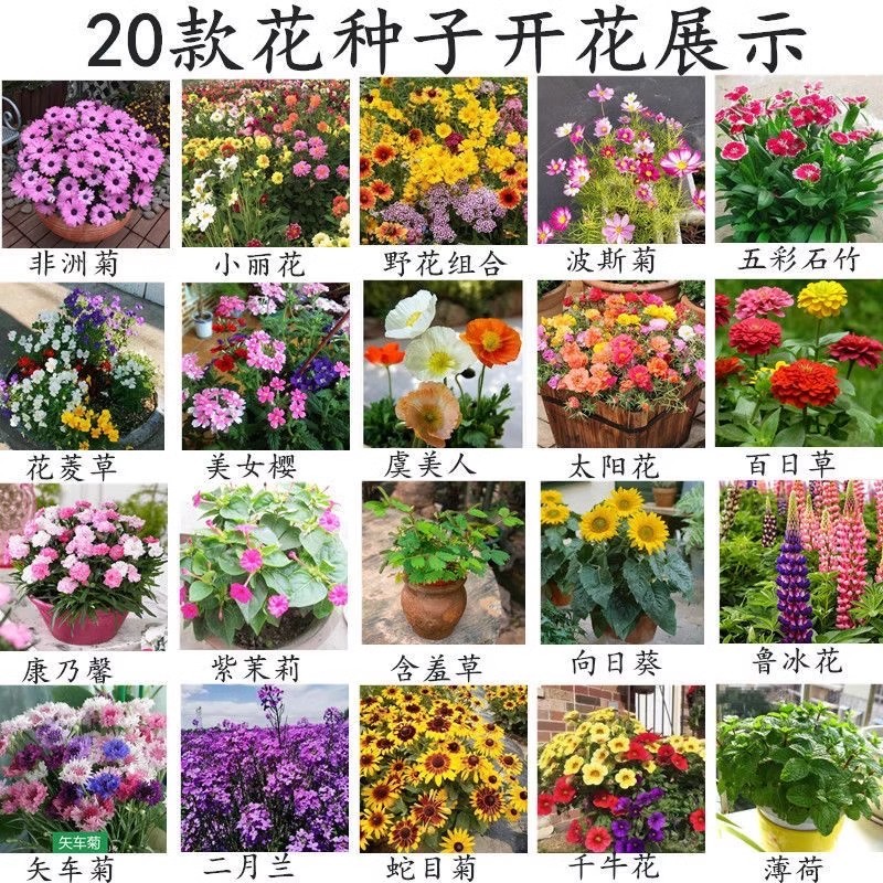 野花组合种子四季草花混播格桑花易活花籽绿化庭院室外花种籽