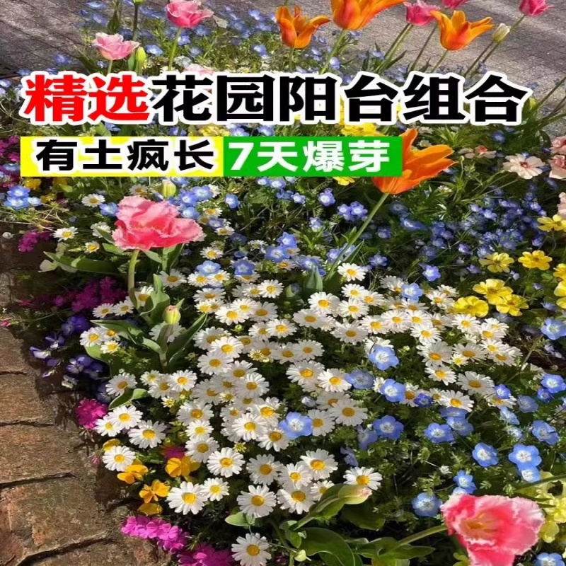野花组合种子四季草花混播格桑花易活花籽绿化庭院室外花种籽