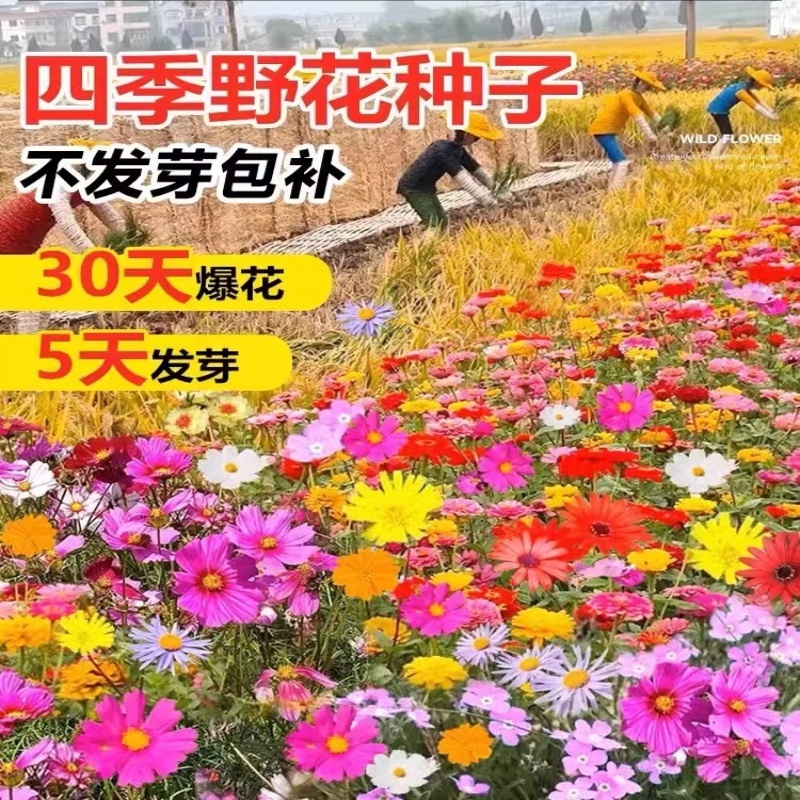 野花组合种子四季草花混播格桑花易活花籽绿化庭院室外花种籽