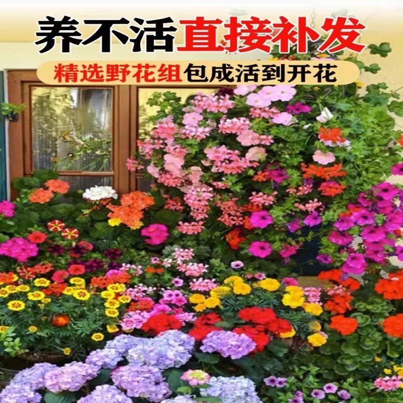 野花组合种子四季草花混播格桑花易活花籽绿化庭院室外花种籽
