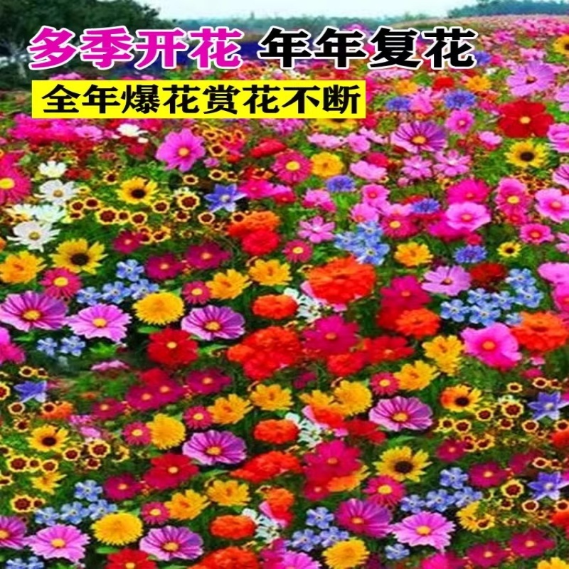 野花组合种子四季草花混播格桑花易活花籽绿化庭院室外花种籽