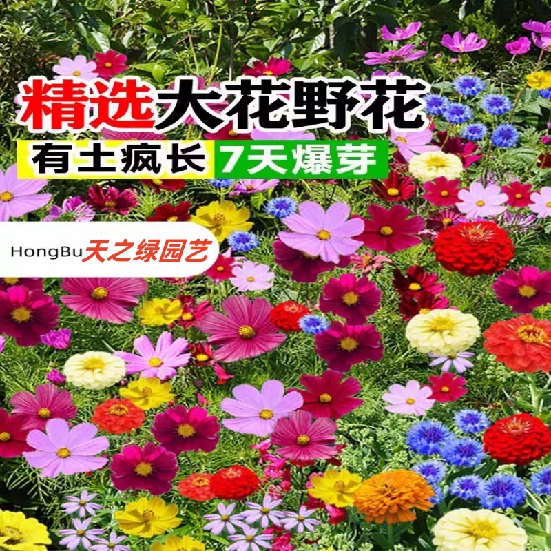 野花组合种子四季草花混播格桑花易活花籽绿化庭院室外花种籽