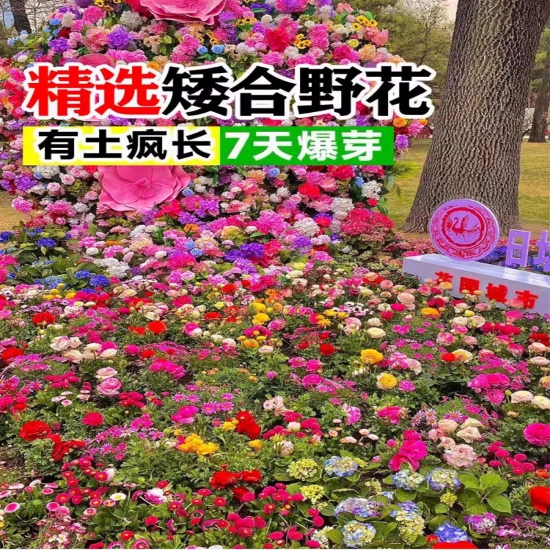 野花组合种子四季草花混播格桑花易活花籽绿化庭院室外花种籽