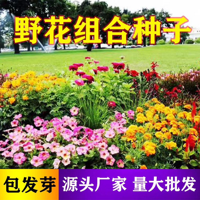 野花组合种子四季草花混播格桑花易活花籽绿化庭院室外花种籽