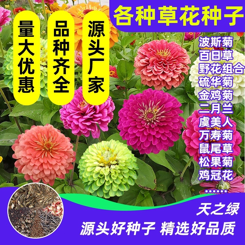 野花组合种子四季草花混播格桑花易活花籽绿化庭院室外花种籽