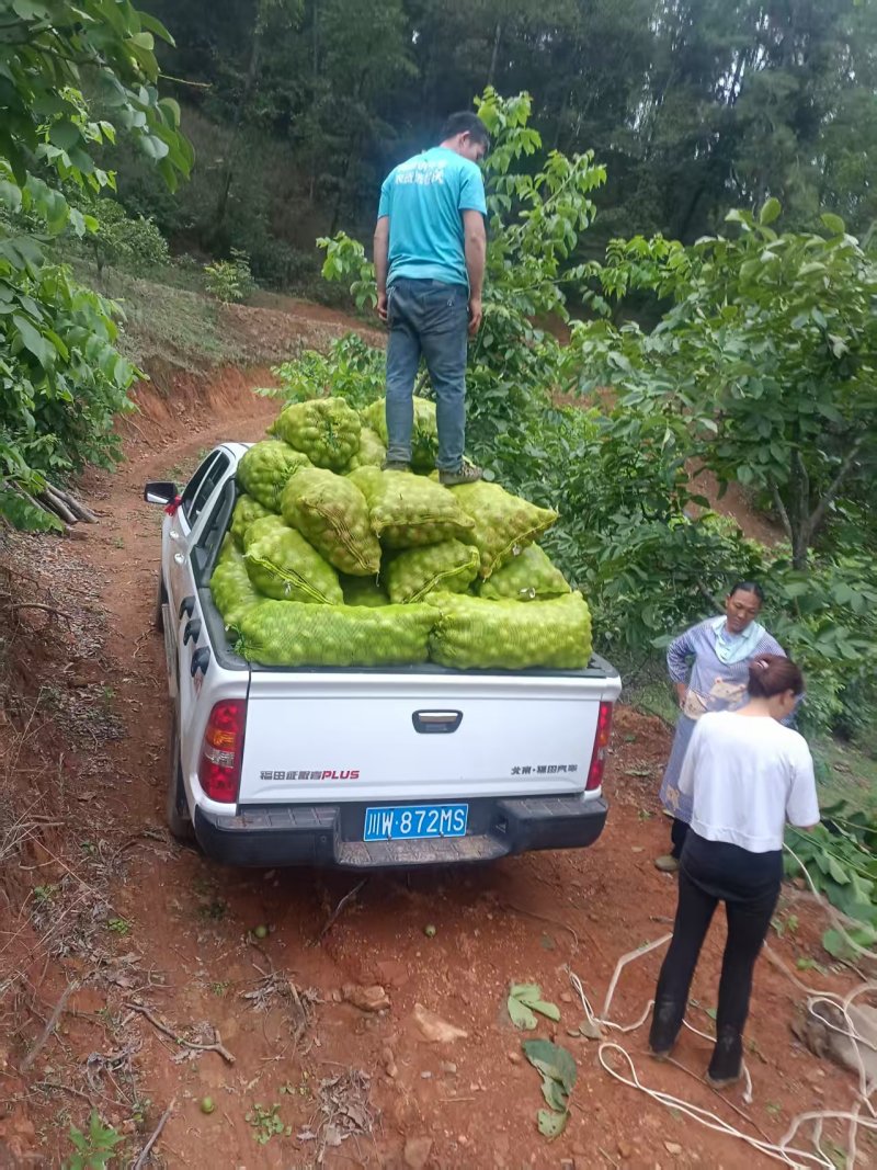 凉山核桃产地直发价格美丽品质保证
