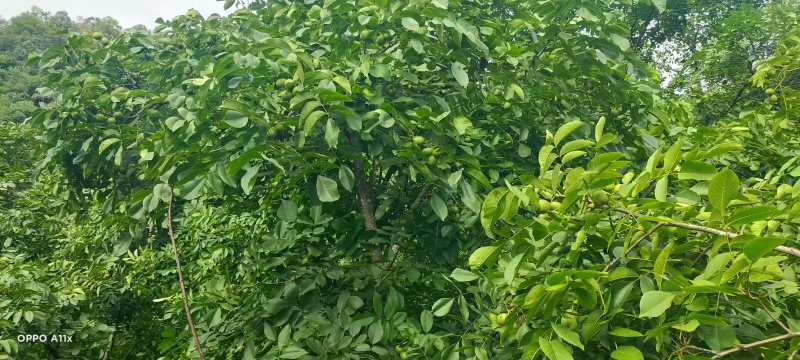 凉山核桃产地直发价格美丽品质保证