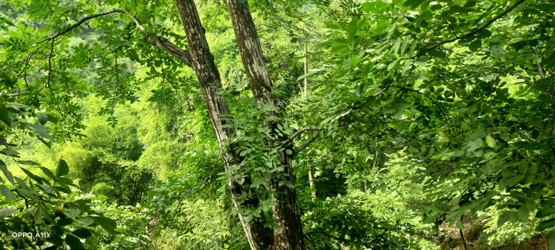 树河核桃
