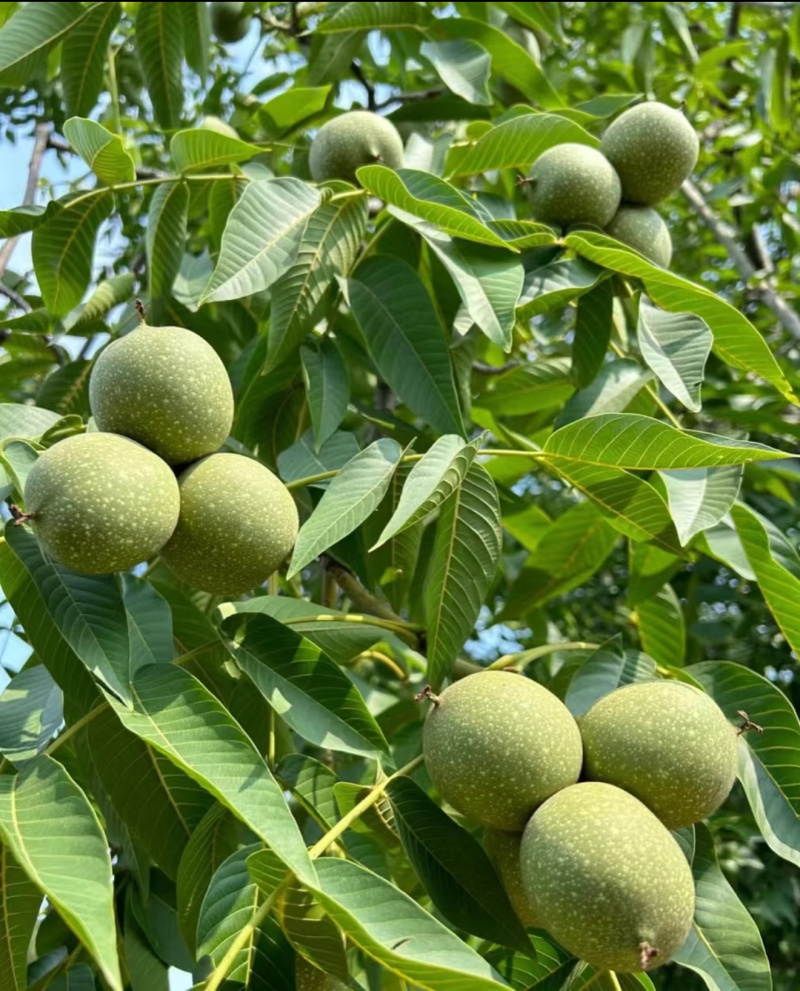 树河核桃