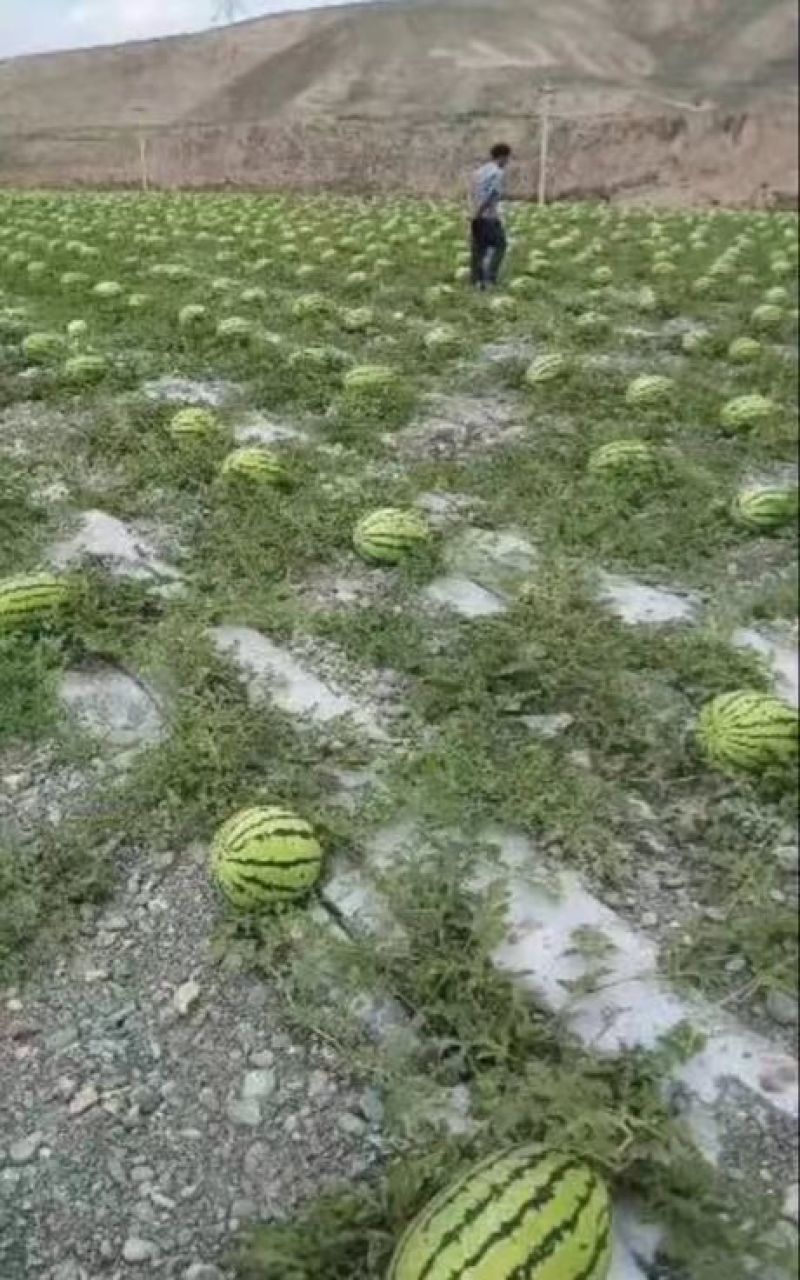 宁夏硒砂瓜石头瓜全国发货包熟包甜耐运输