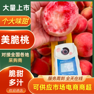 美脆桃品质保证服务周到产地直发价格美丽
