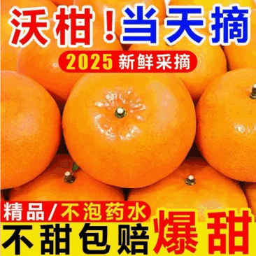 渠县沃柑大量上市欢迎采购