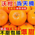 渠县沃柑大量上市欢迎采购