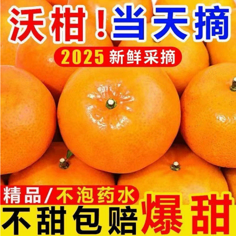 渠县沃柑大量上市欢迎采购