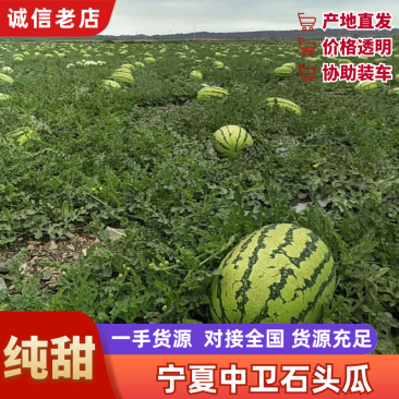 甘肃石头瓜硒砂瓜包熟包甜全国发货耐运输一条龙服务