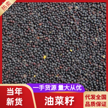 本地精品油菜籽出油率高干净无杂质量大从优颗粒饱满
