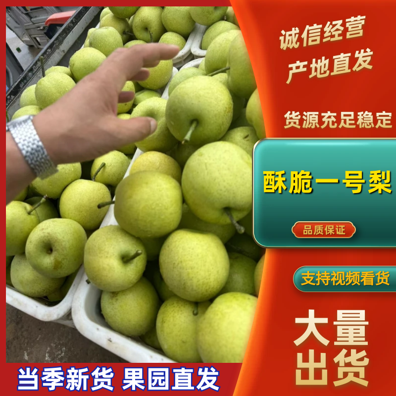 安徽砀山酥脆一号梨大量上市中，一手货源视频看货对接全国
