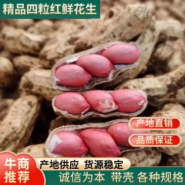 鲜花生四粒红花生自家农场种植粒粒饱满产地直发