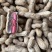 鲜花生四粒红花生自家农场种植粒粒饱满产地直发