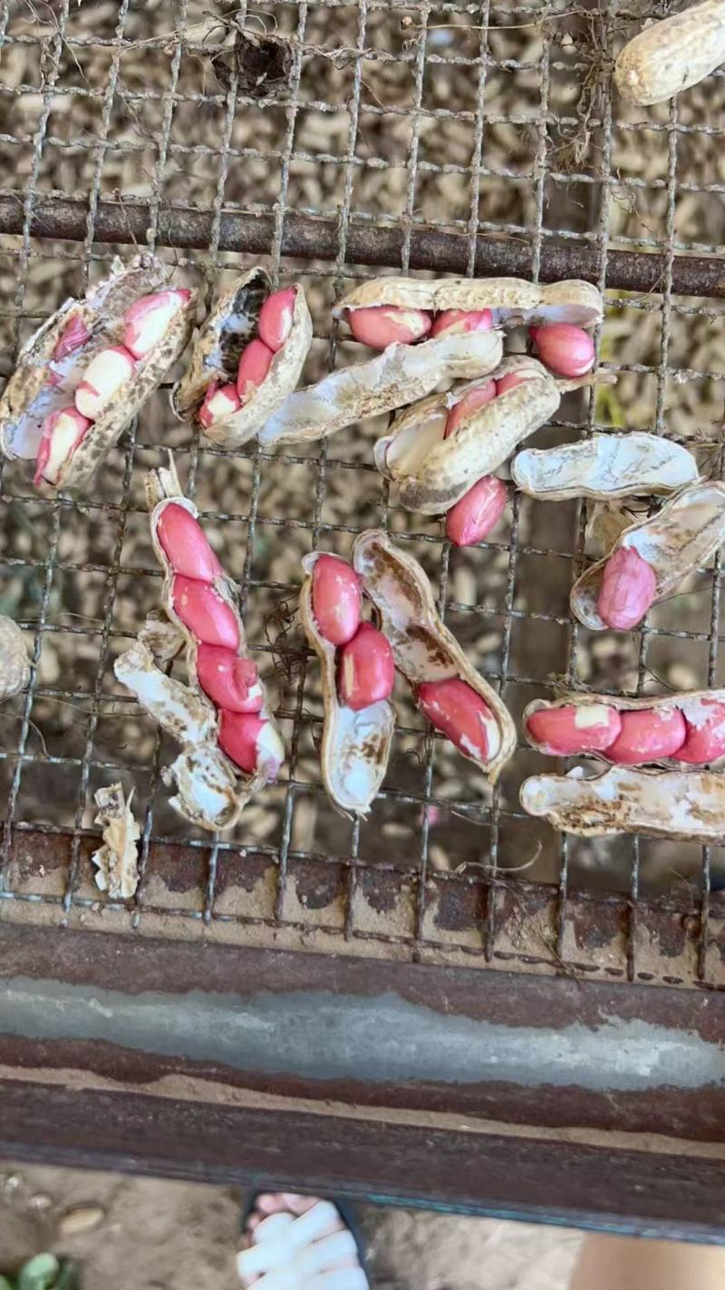 鲜花生四粒红花生自家农场种植粒粒饱满产地直发