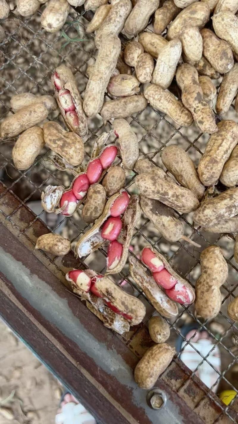 鲜花生四粒红花生自家农场种植粒粒饱满产地直发