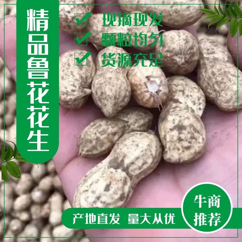【鲁花花生】鲜花生鲁花花生现摘现发货源充足稳定电联