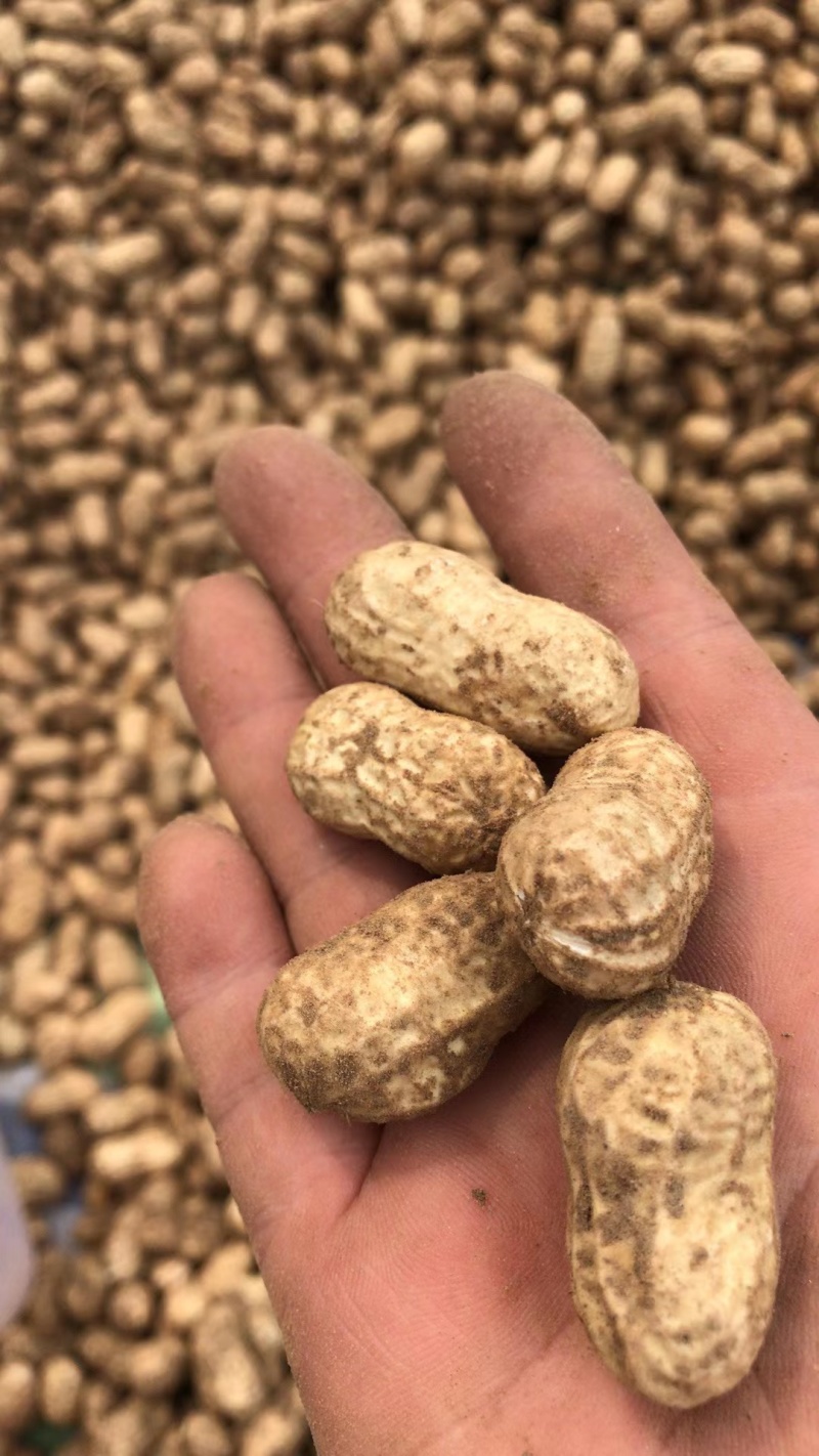 【鲁花花生】鲜花生鲁花花生现摘现发货源充足稳定电联