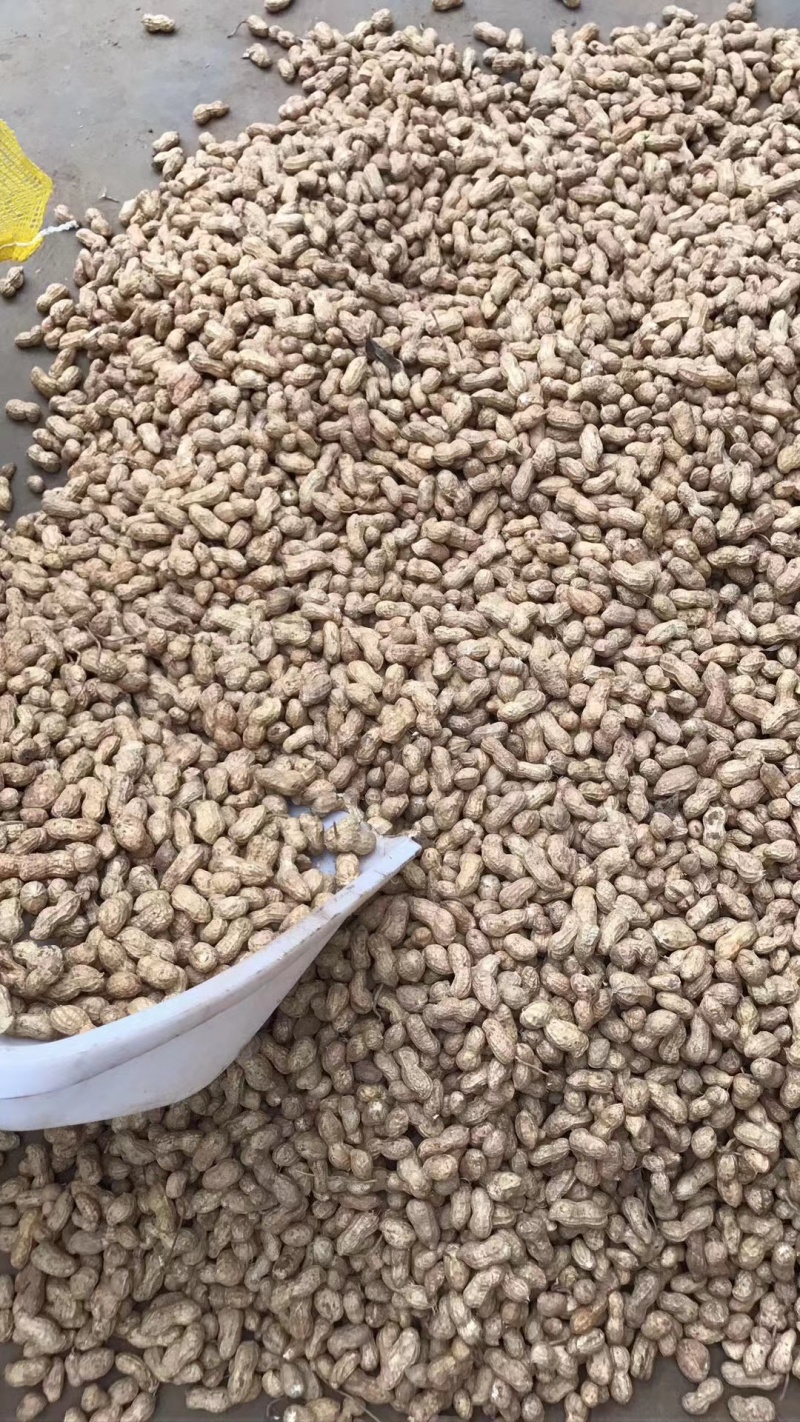 【鲁花花生】鲜花生鲁花花生现摘现发货源充足稳定电联