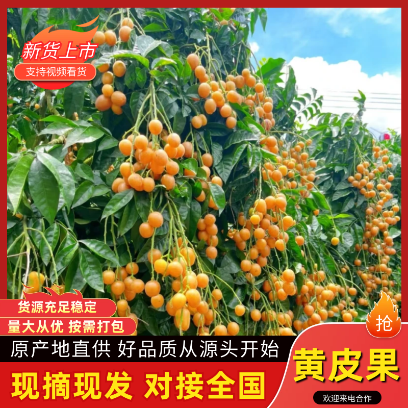 贵妃黄皮产地一手货源，规格齐全，品质保证可视频看货