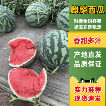 河南沙地有籽麒麟美都质量好价格便宜大红瓤小薄皮