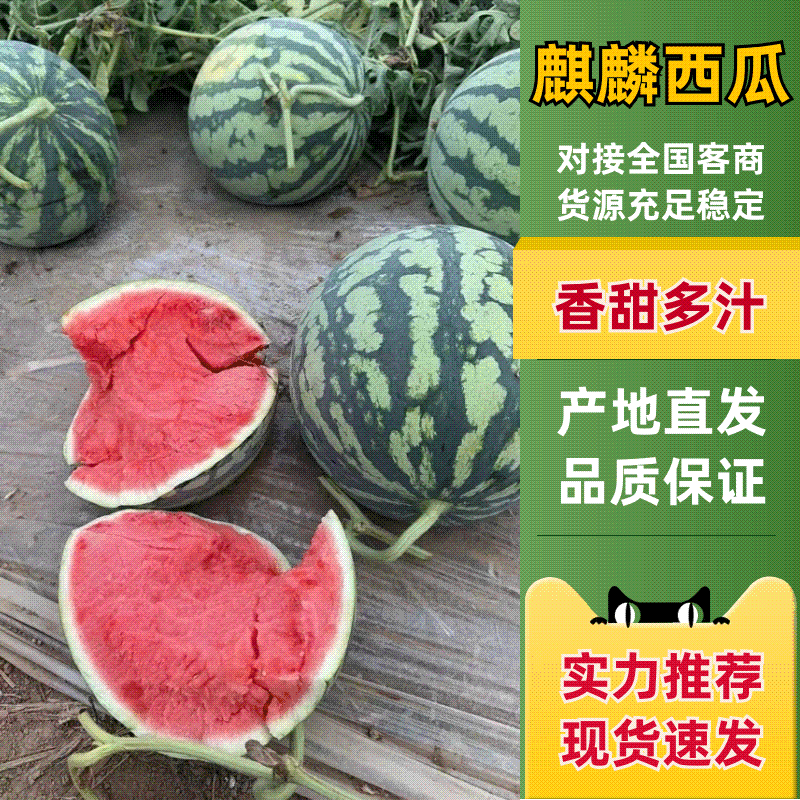 河南沙地有籽麒麟美都质量好价格便宜大红瓤小薄皮