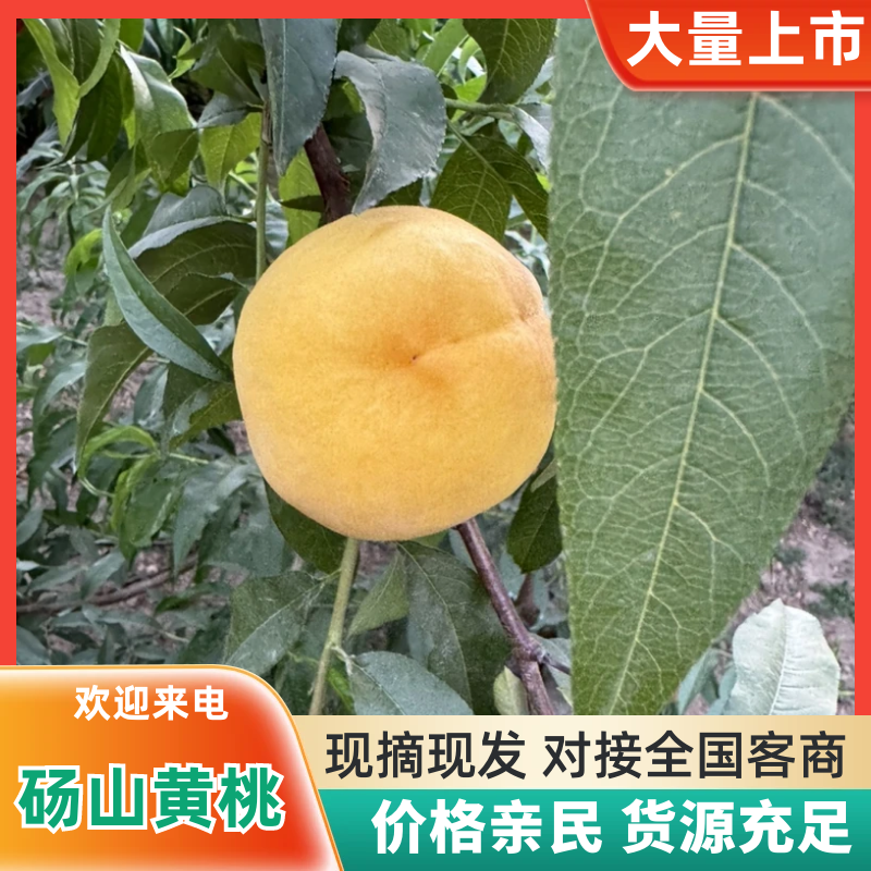 安徽砀山黄桃大量上市中，一手货源视频看货对接全国