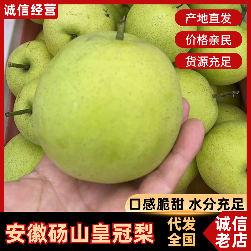 安徽砀山皇冠梨大量上市中，一手货源视频看货对接全国