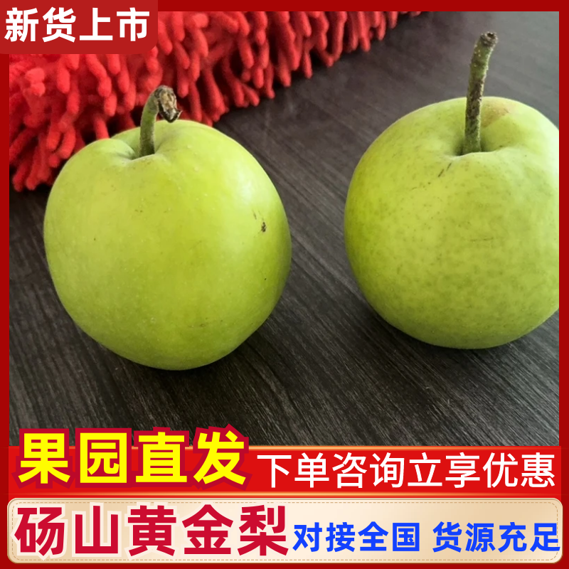 安徽砀山黄金梨大量上市中，一手货源视频看货对接全国
