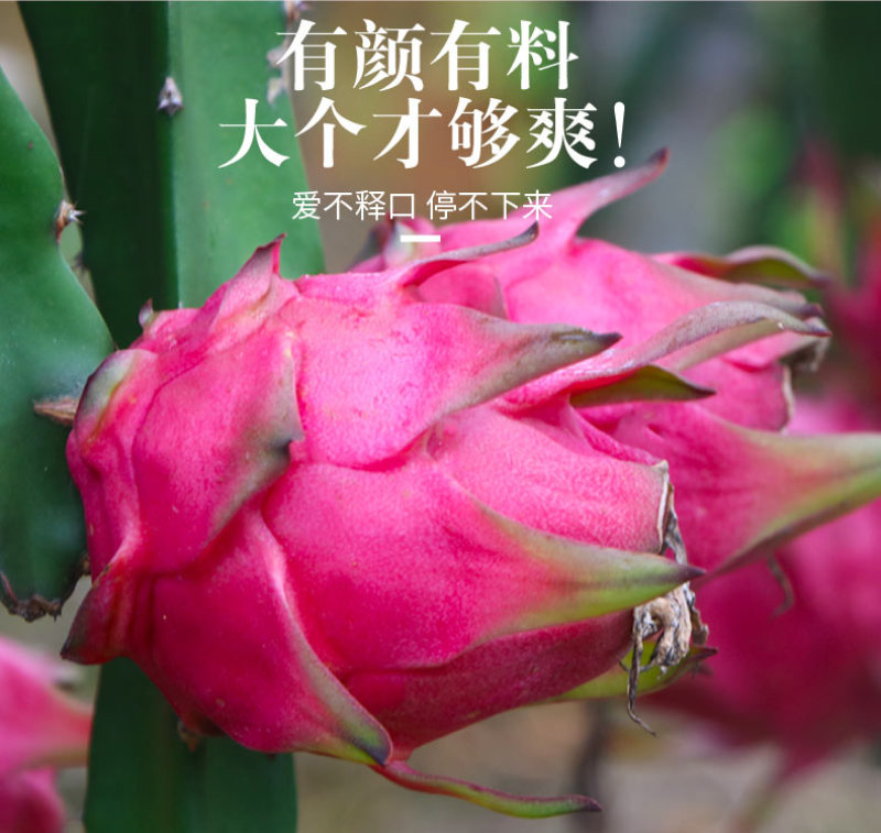 红心火龙果一件代发京都一号红肉火龙果红色当季新鲜水果