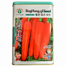 宝冠红芯胡萝卜种子300g表皮红色七寸三红春秋种植