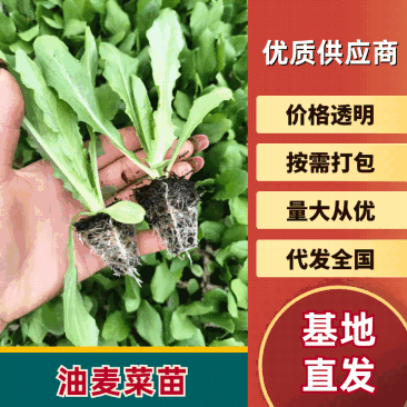 云南油麦菜苗精品油麦菜苗云南基地直供成活率高