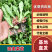 云南油麦菜苗精品油麦菜苗云南基地直供成活率高
