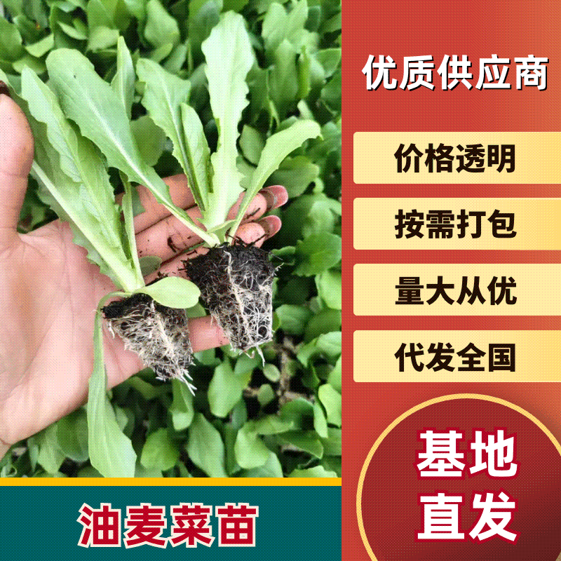 云南油麦菜苗精品油麦菜苗云南基地直供成活率高