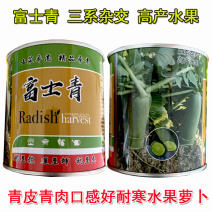 富士青水果青萝卜种子50g三系杂交绿皮绿肉鲜食大田基地
