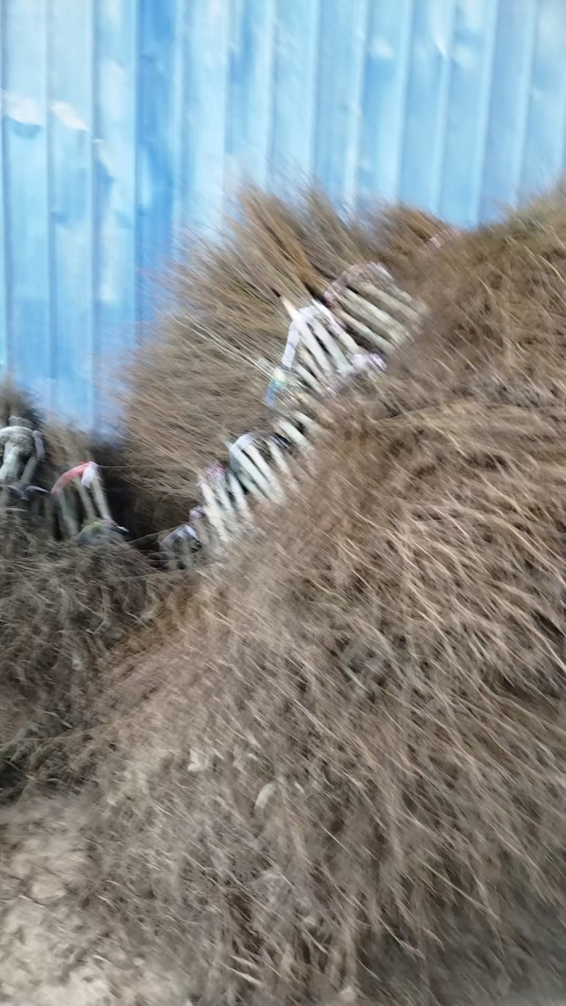 扫帚大量有货诚信经营一手货源可视频看货