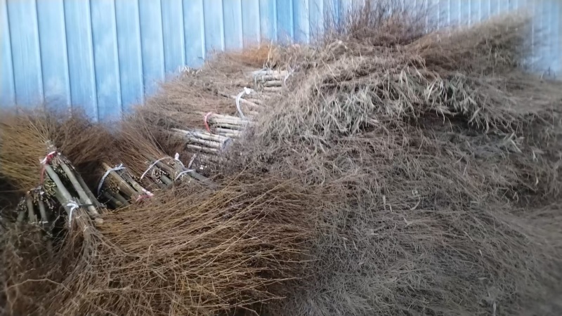 扫帚大量有货诚信经营一手货源可视频看货
